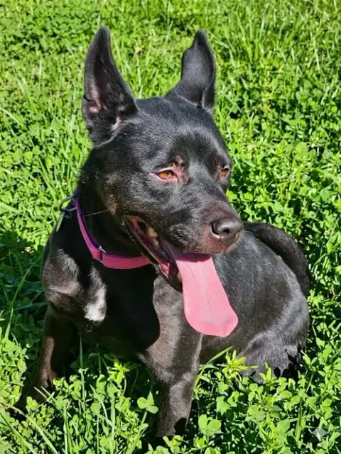 Luna photo 3