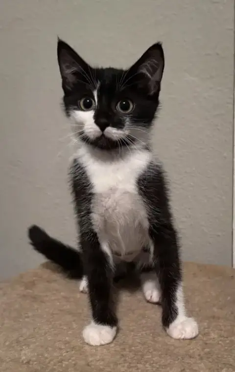 Gnocchi =^.^=