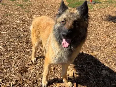 Heidi*