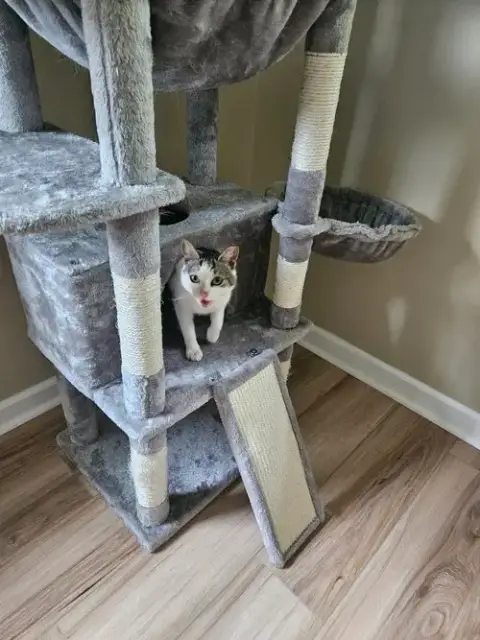 Pixie Aka Squeakers photo 4