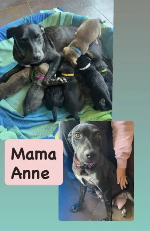 Anne