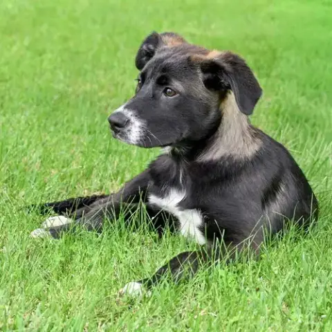 Puppy Joy Girl photo 2