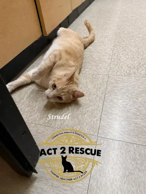 Strudel