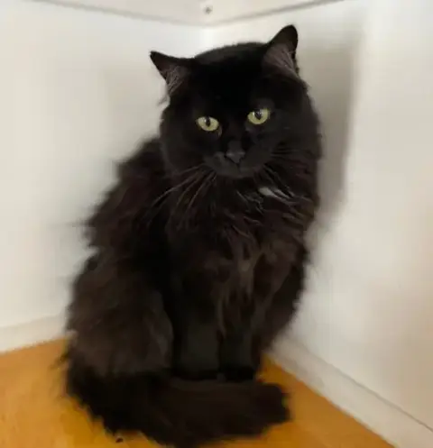 Morticia