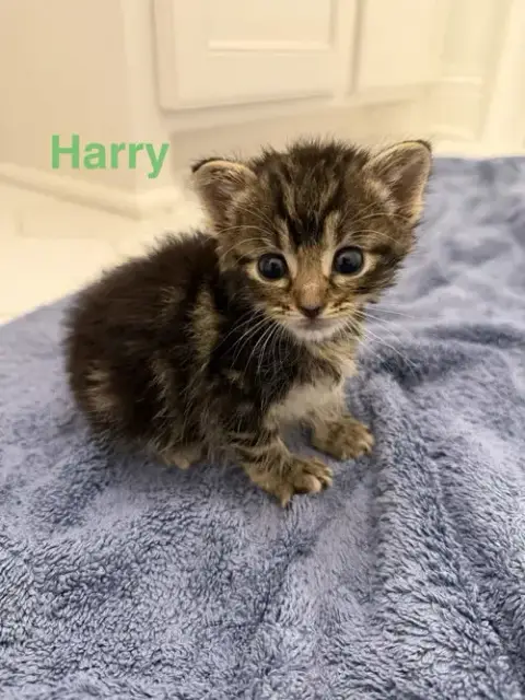 Harry photo 3