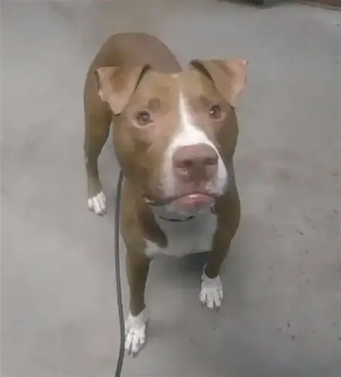 Artemis