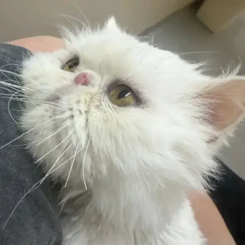 Moses