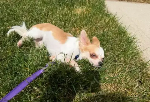Chico photo 4
