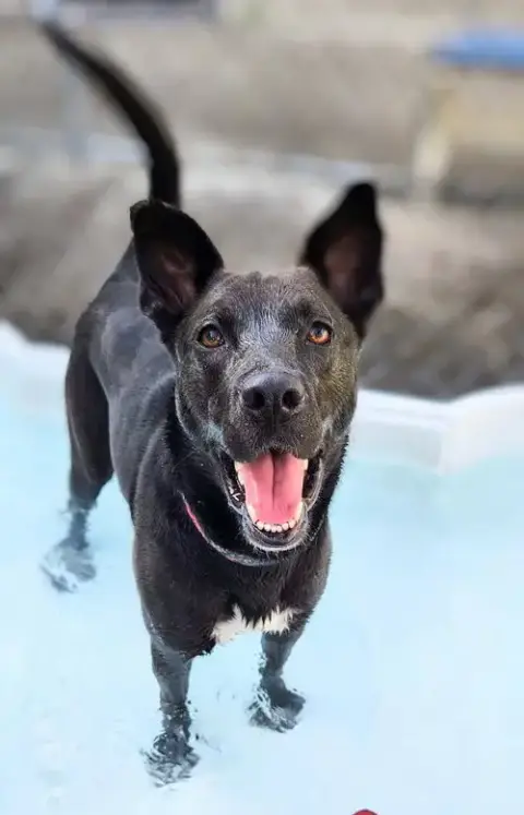 Mavi Needs Foster Too photo 2