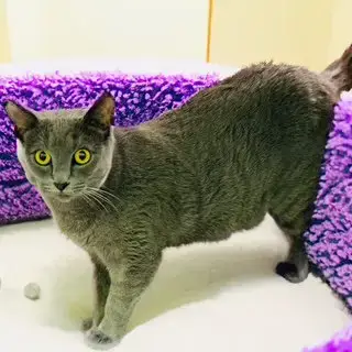 Olive photo 4