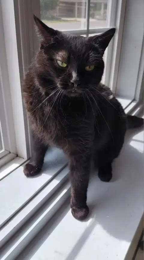 Nyx