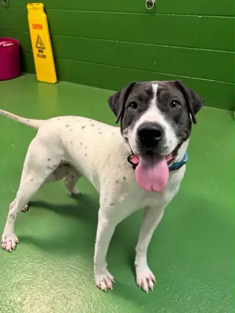 Chloe: Not At Shelter