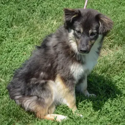 Lulu photo 4