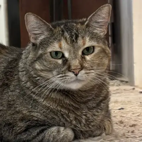 Tiger Lily