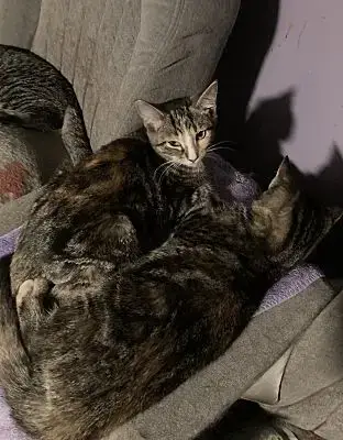 Mango Bonded