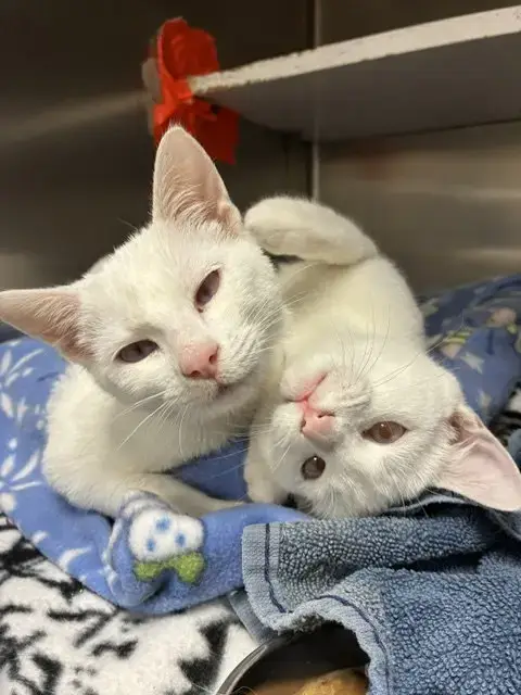 Olaf & Bianca