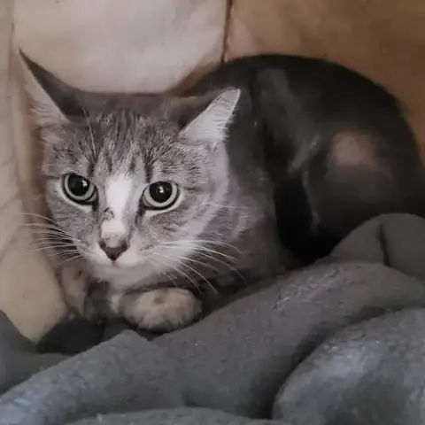 Marinara photo 3