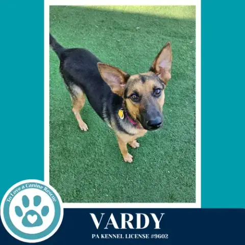 Vardy 041826 photo 4