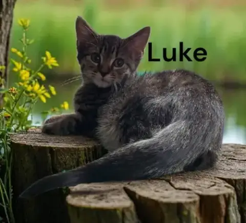 Luke photo 2