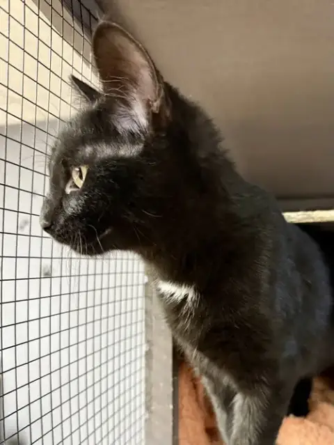 Cat photo 4