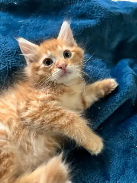 Cats/Kittens photo 5