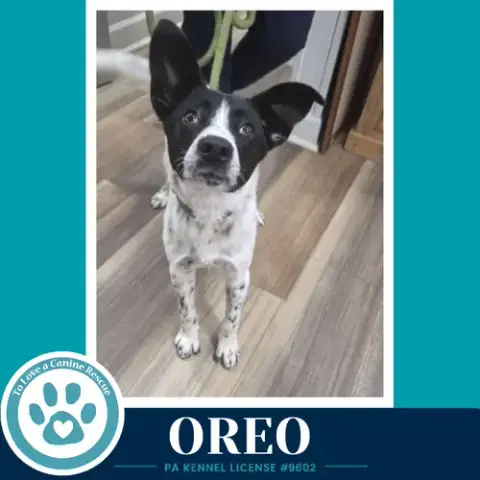 Oreo 060626