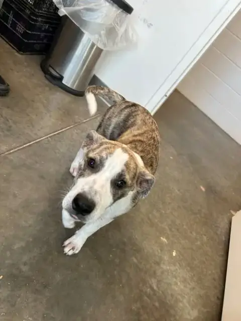 Delilah photo 3