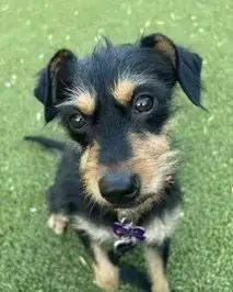 Millie