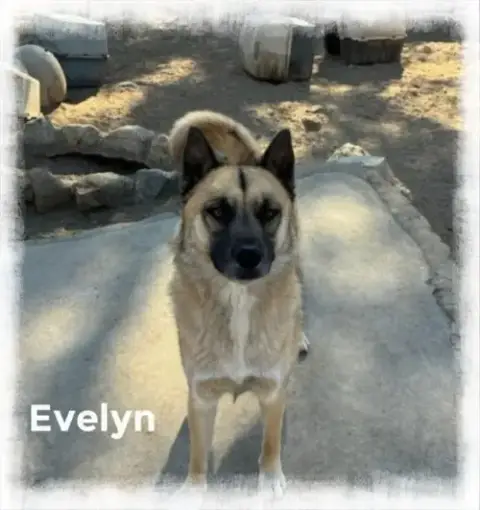 Evee photo 3