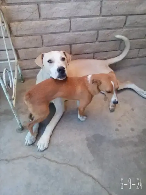 Jingles-His Bff Is Baby Girl