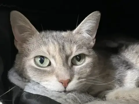 Cleopatra photo 2