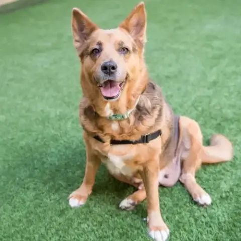 Mako The Senior!