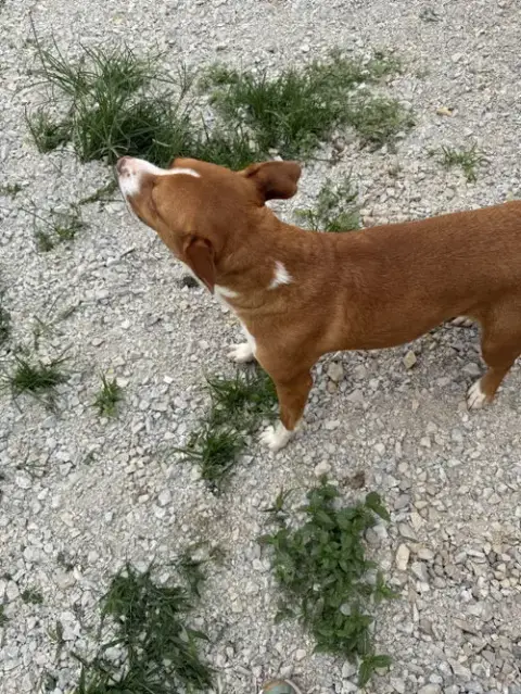 Tawny photo 3