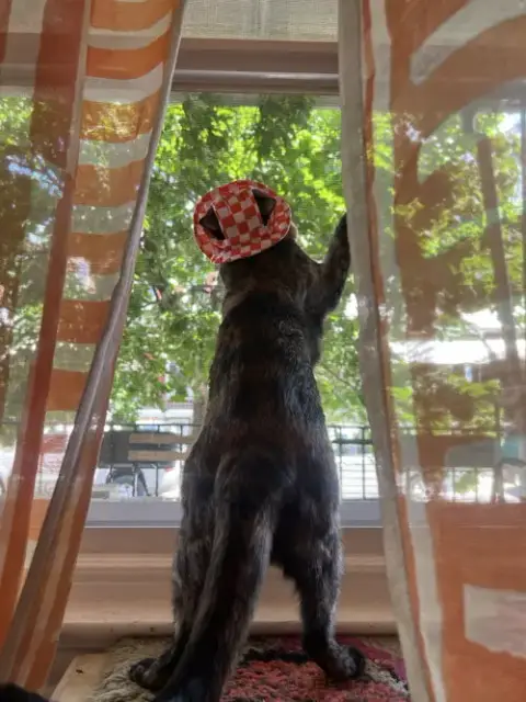 Penny photo 3