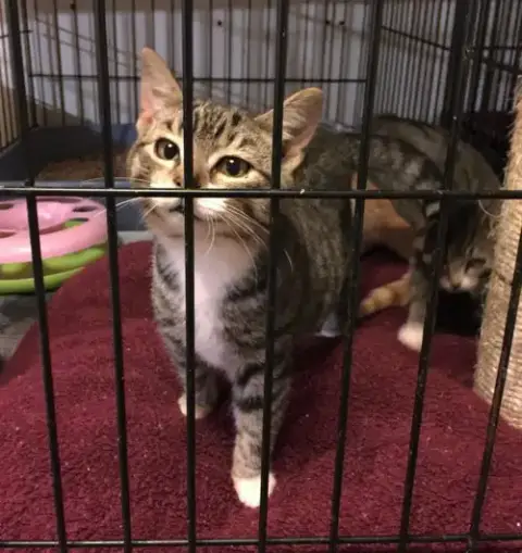 Mittens 2 photo 3