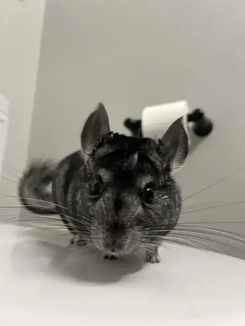 Wilbur
