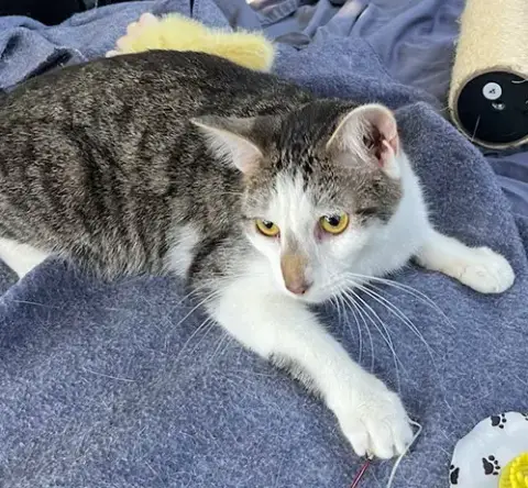 Kitten Chester photo 4