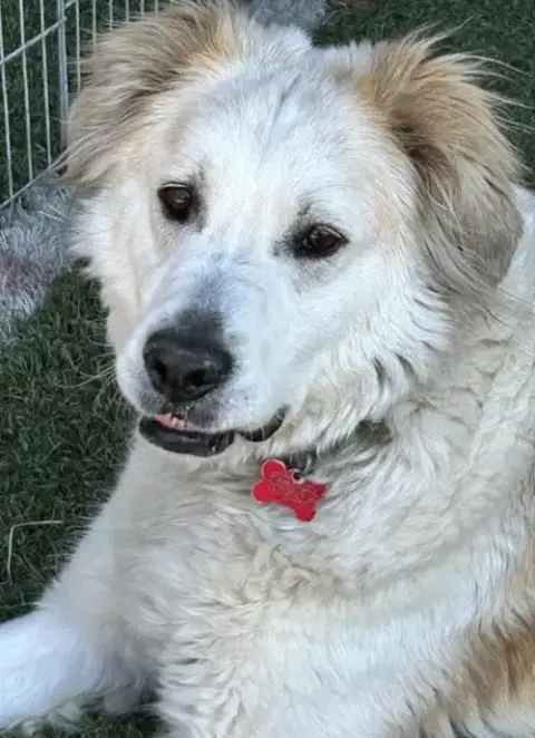 Auggie photo 3