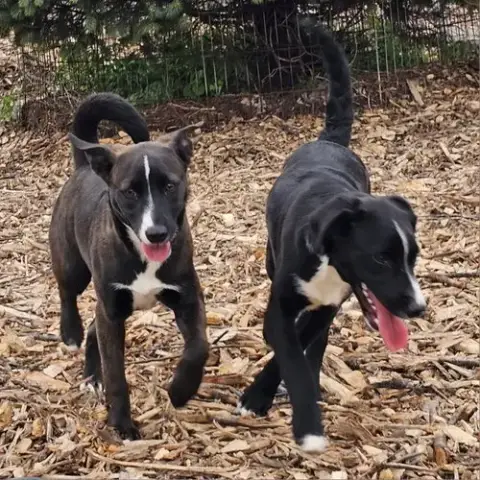 Lab Puppies photo 4