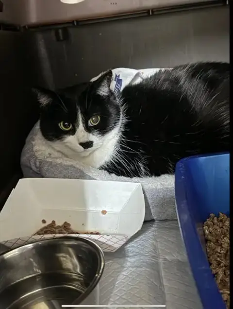 Oreo