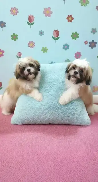 Jemma & Jacob