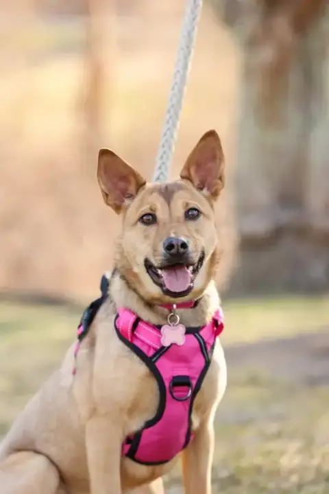 Hazel photo 2