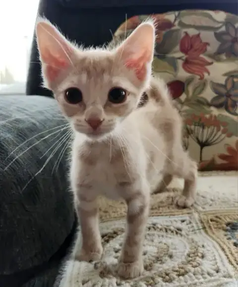 Lilly