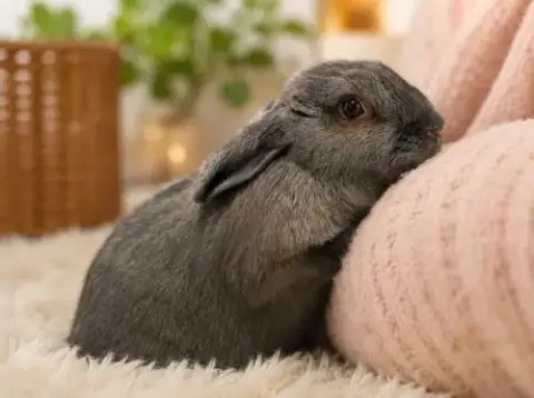 Dill photo 2