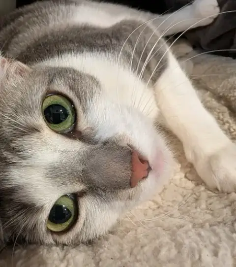 Paloma photo 4