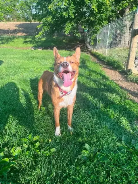 Peanut
