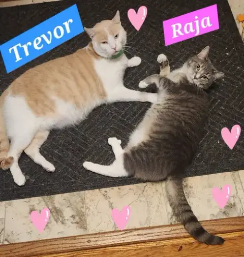 Raja photo 2