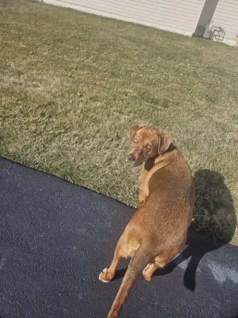 Tyson photo 2
