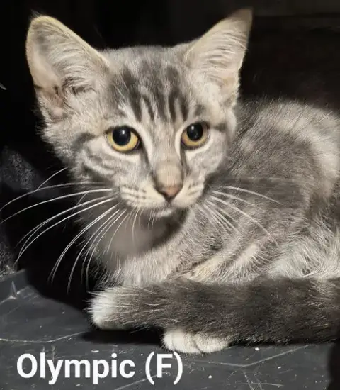 Olympic photo 4
