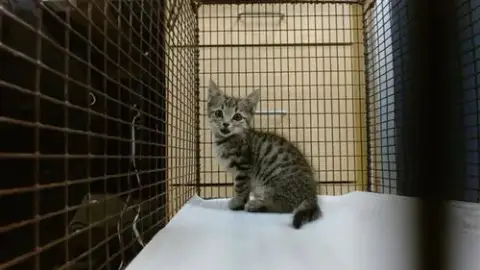 Catty B